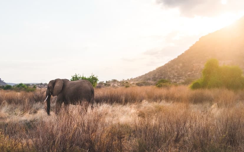 Elephant crossing golden grassland at sunset