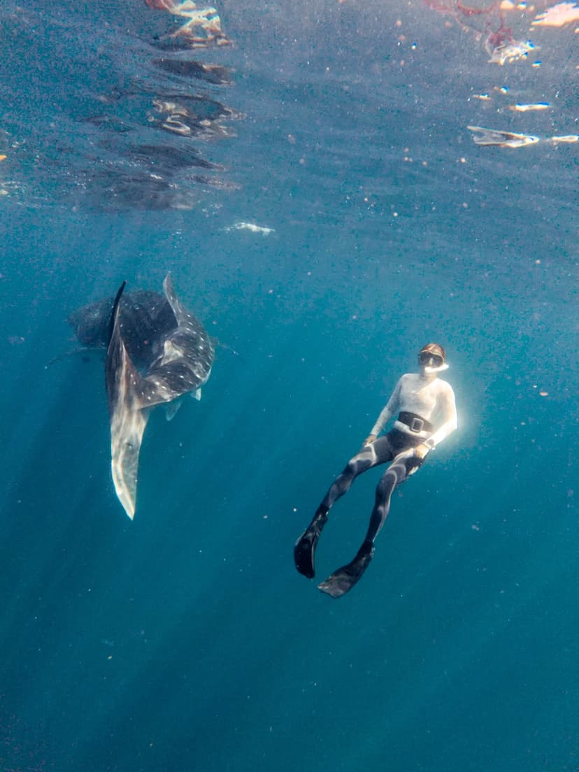 Freediving with a whale shark in Raja Ampat