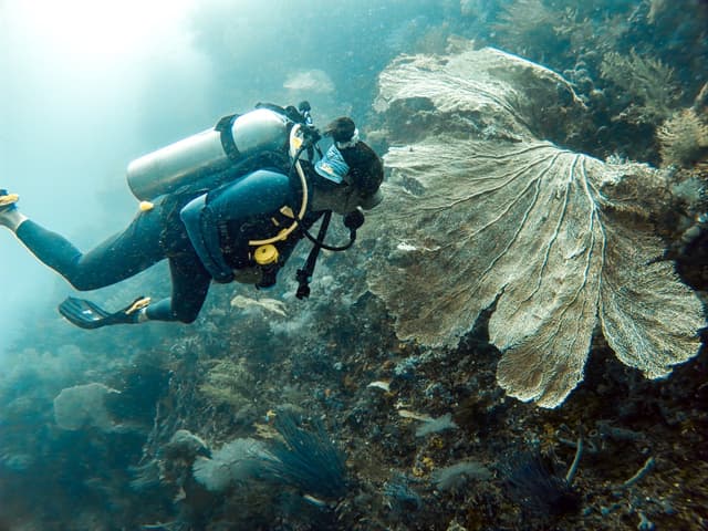 Scuba diving in Raja Ampat